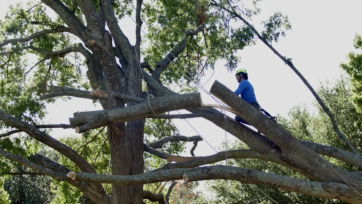 Professional Crown Thinning performed by certified arborists in Saint Donatus