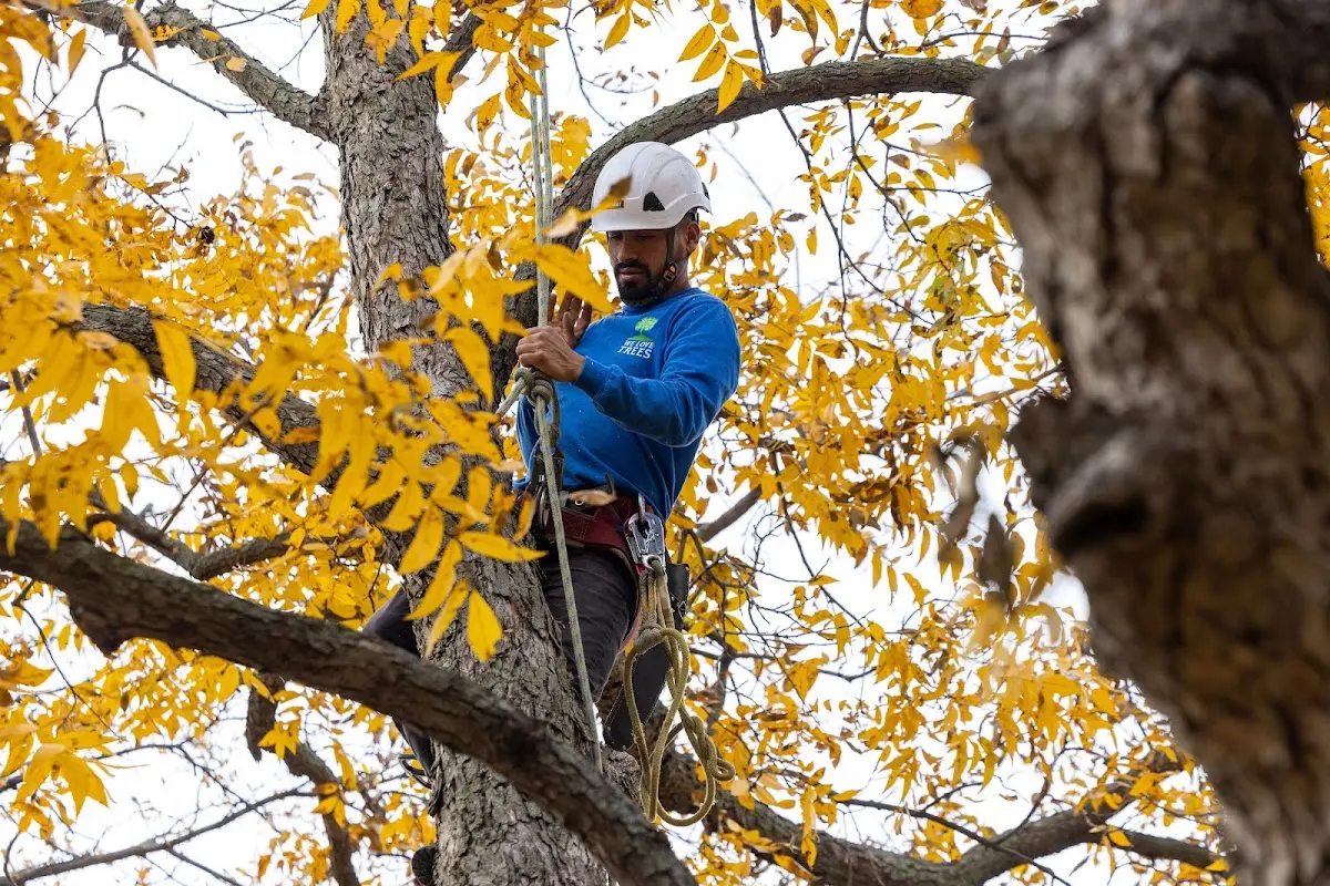 Skilled Tree Pruning crew working in Saint Donatus